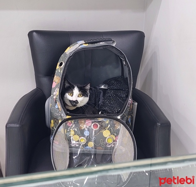 Tekir Kedi, Kedi  Şans fotoğrafı