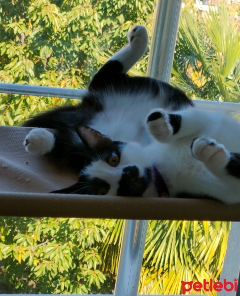 Tekir Kedi, Kedi  Şans fotoğrafı