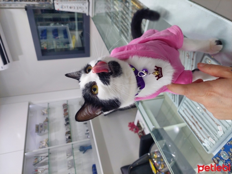 Tekir Kedi, Kedi  Şans fotoğrafı