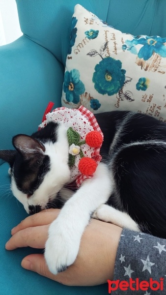 Tekir Kedi, Kedi  Şans fotoğrafı