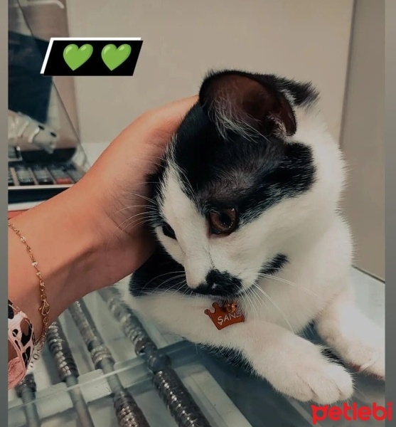 Tekir Kedi, Kedi  Şans fotoğrafı