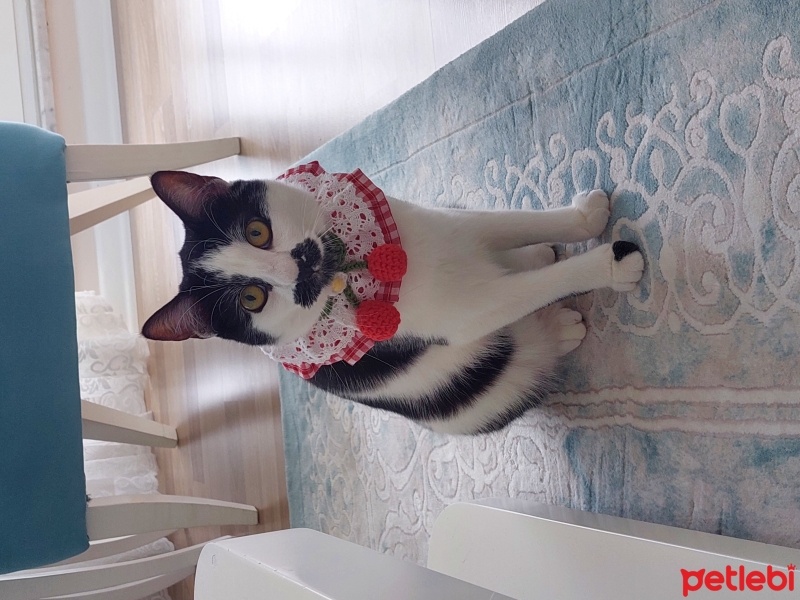 Tekir Kedi, Kedi  Şans fotoğrafı