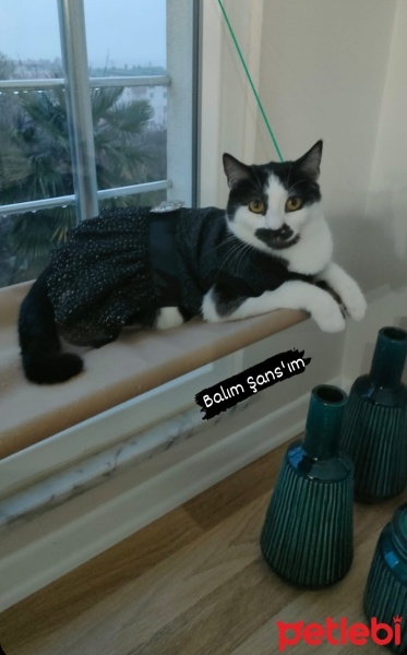 Tekir Kedi, Kedi  Şans fotoğrafı