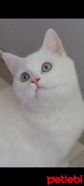 British Shorthair, Kedi  Mişa fotoğrafı