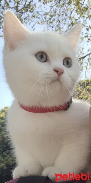 British Shorthair, Kedi  Mişa fotoğrafı