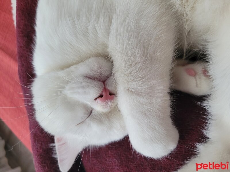 British Shorthair, Kedi  Mişa fotoğrafı