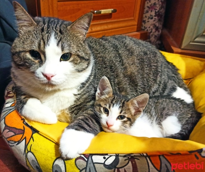 Tekir Kedi, Kedi  BONCUK fotoğrafı