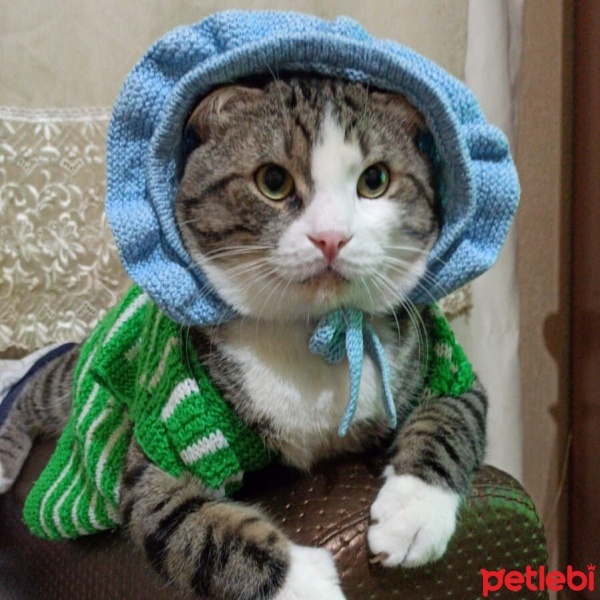 Tekir Kedi, Kedi  BONCUK fotoğrafı