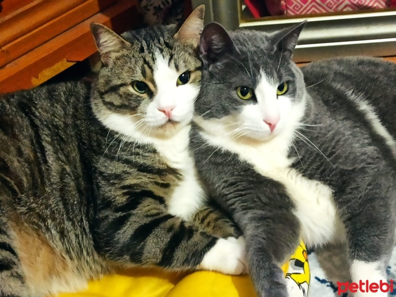 Tekir Kedi, Kedi  BONCUK fotoğrafı