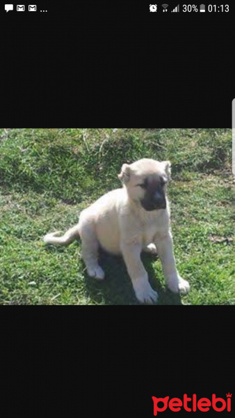 Kangal, Köpek  İsimsiz fotoğrafı