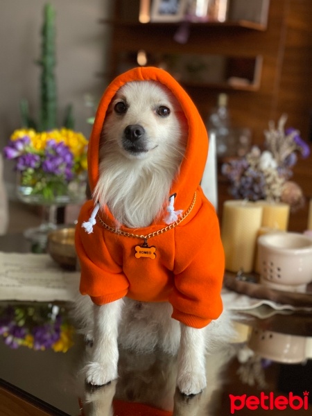 Pomeranyalı, Köpek  Romeo fotoğrafı