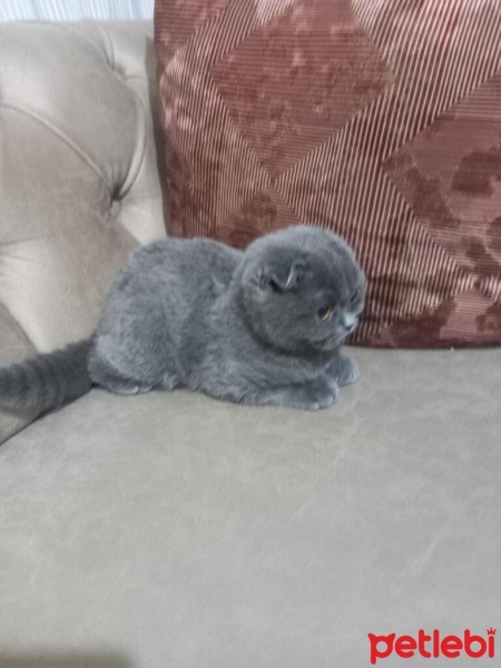 Scottish Fold, Kedi  Pamuk fotoğrafı