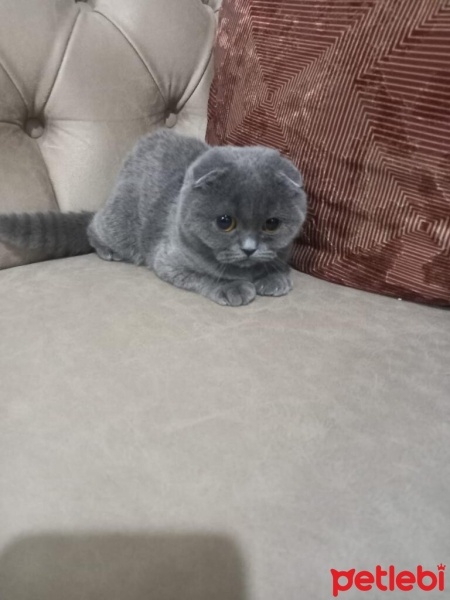 Scottish Fold, Kedi  Pamuk fotoğrafı