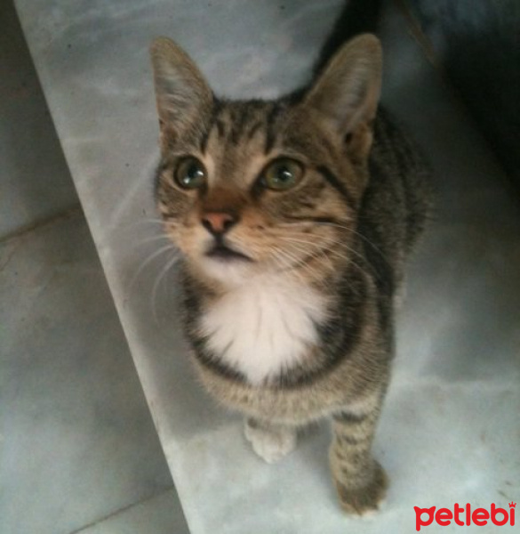 Tekir Kedi, Kedi  skörtıl fotoğrafı