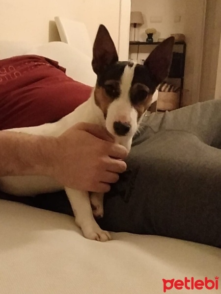 Jack Russell Terrier, Köpek  Eyşan fotoğrafı