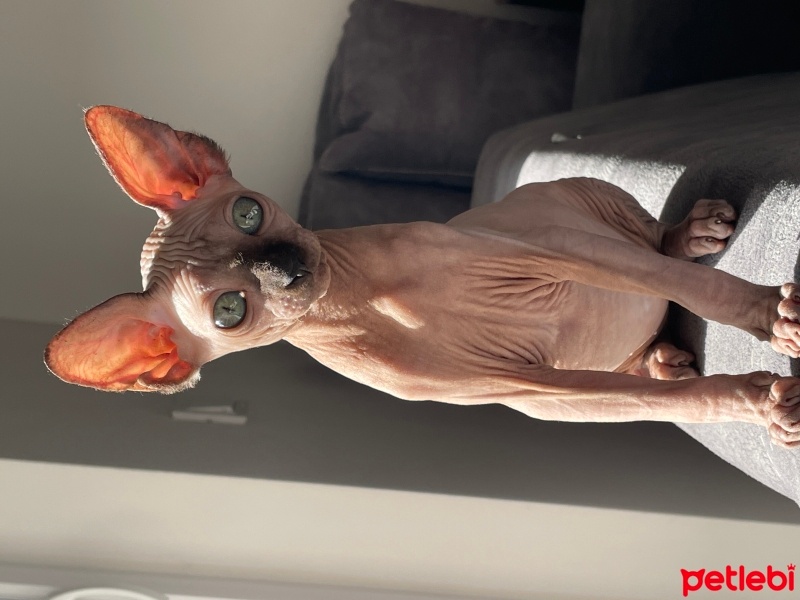 Sphynx, Kedi  Jaadoo fotoğrafı