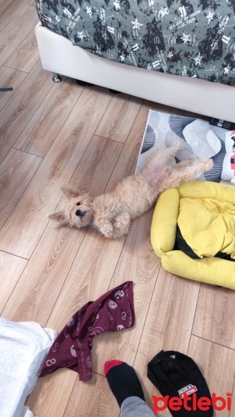Maltese, Köpek  Badi fotoğrafı
