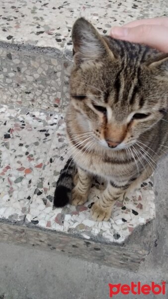 Tekir Kedi, Kedi  Pati fotoğrafı