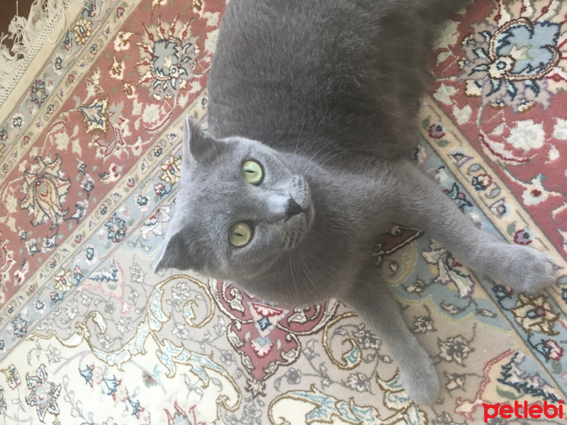 Scottish Fold, Kedi  İffet fotoğrafı
