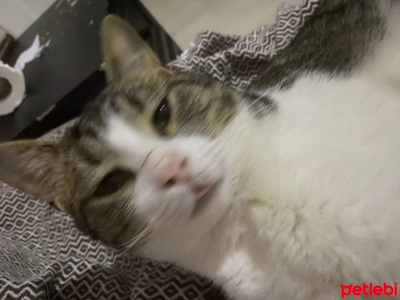 Tekir Kedi, Kedi  Alfa fotoğrafı
