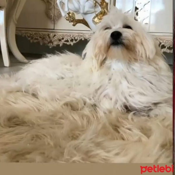 Maltese, Köpek  Lora fotoğrafı