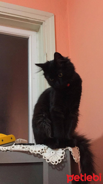 York Chocolate, Kedi  zeytin fotoğrafı