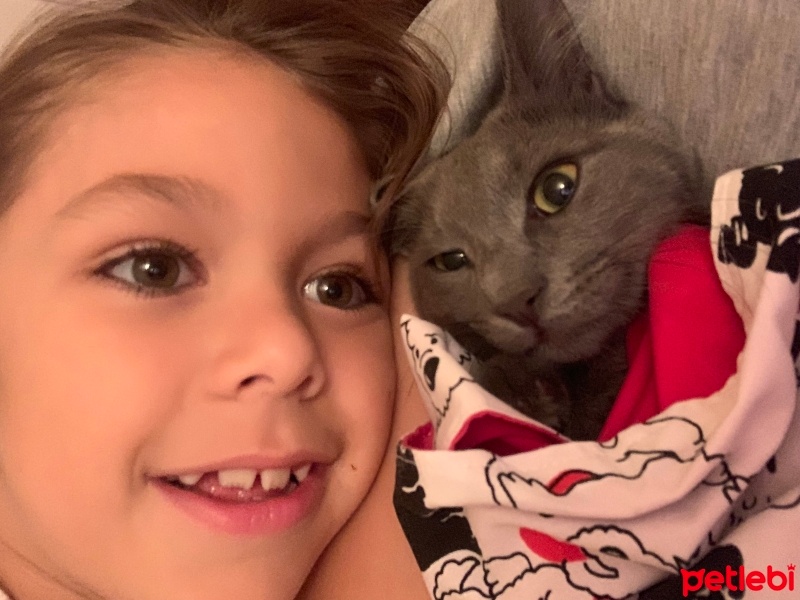Mavi Rus, Kedi  Fıstık fotoğrafı