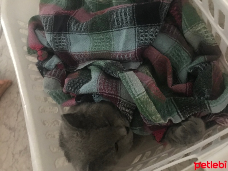 British Shorthair, Kedi  Duman fotoğrafı