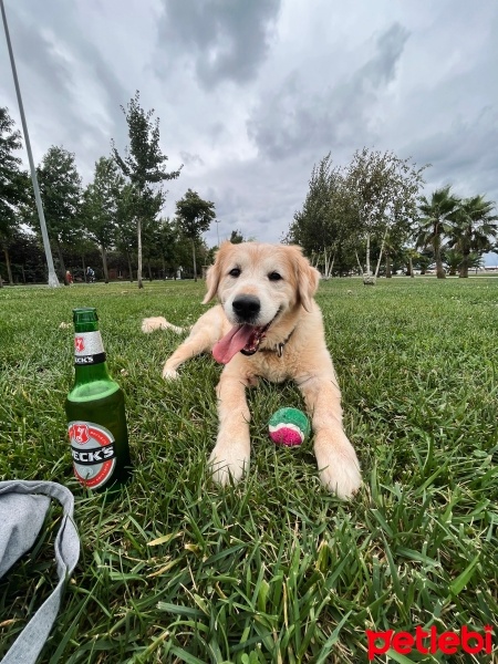 Golden Retriever, Köpek  Pascal fotoğrafı