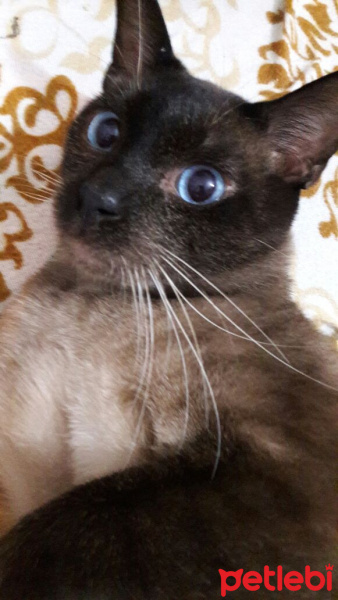 Siyam Kedisi, Kedi  Batman fotoğrafı