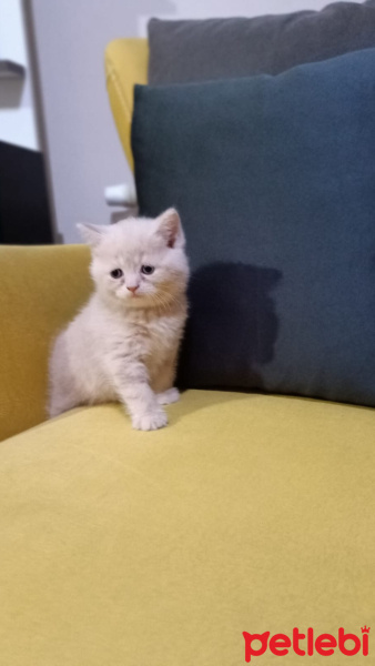 British Shorthair, Kedi  Yavru scotish ve british fotoğrafı