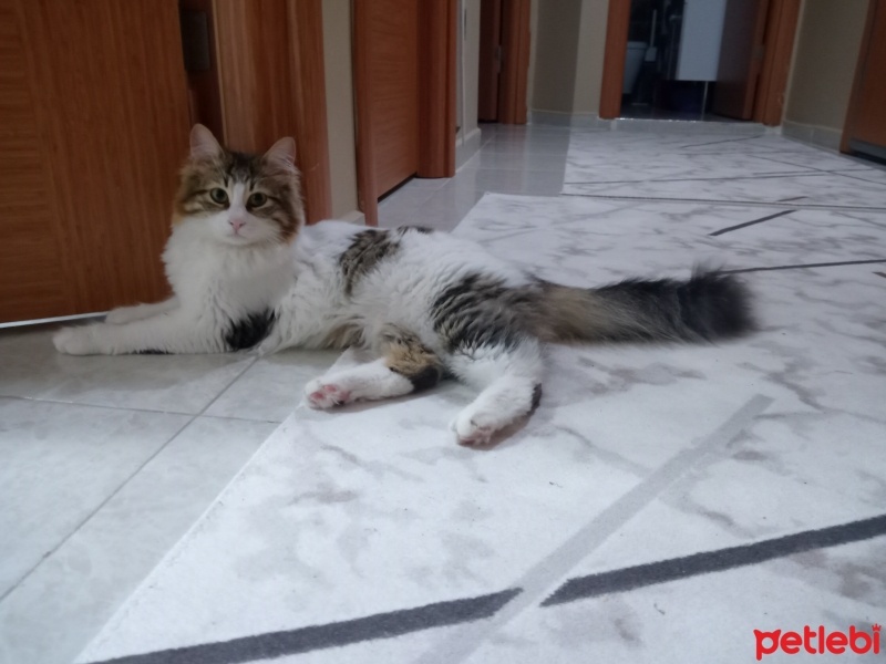 Tekir Kedi, Kedi  Çekirdek fotoğrafı