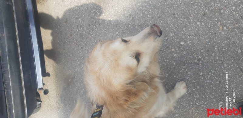 Golden Retriever, Köpek  Miço fotoğrafı