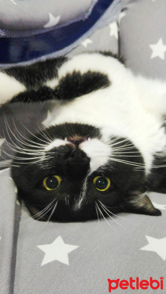 Tuxedo (Smokin) Kedi, Kedi  Vikvik fotoğrafı