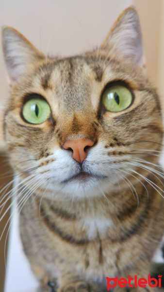 Tekir Kedi, Kedi  Üzüm fotoğrafı