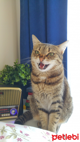 Tekir Kedi, Kedi  Üzüm fotoğrafı