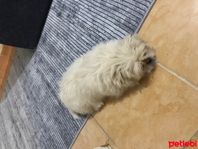 Maltese, Köpek  Pamuk fotoğrafı