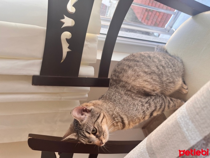 Tekir Kedi, Kedi  Mia fotoğrafı