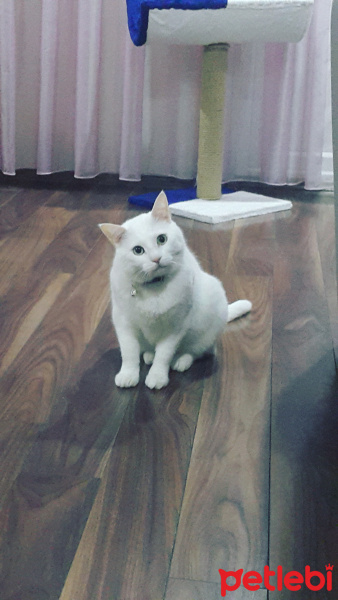 Ankara Kedisi, Kedi  Miley fotoğrafı