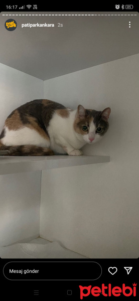 Tekir Kedi, Kedi  Gaya fotoğrafı