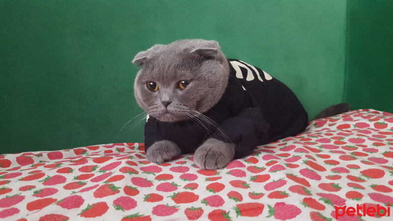 Scottish Fold, Kedi  SOFİŞ fotoğrafı