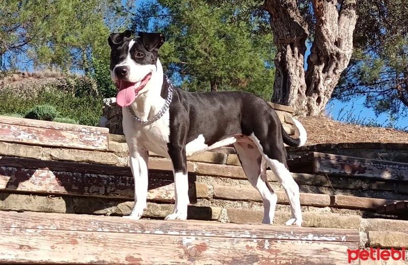 Staffordshire Bull Terrier, Köpek  Venüs fotoğrafı