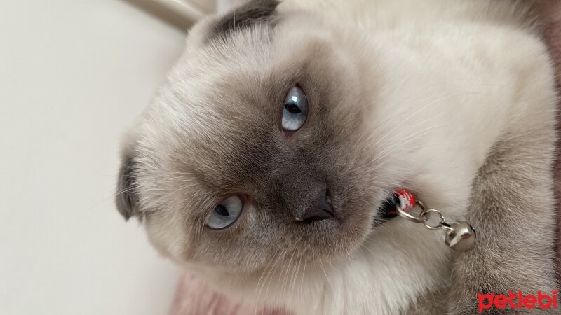 Scottish Fold, Kedi  Simba fotoğrafı