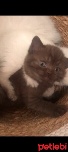 British Shorthair, Kedi  Gofi fotoğrafı