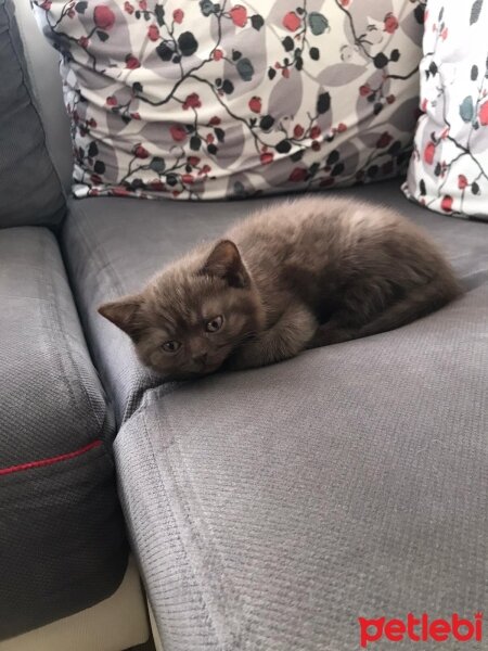 British Shorthair, Kedi  Gofi fotoğrafı