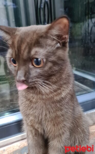 British Shorthair, Kedi  Gofi fotoğrafı