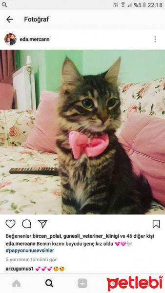 Tekir Kedi, Kedi  Miskin fotoğrafı