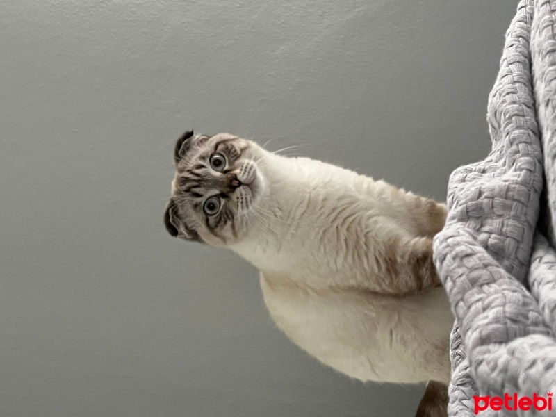 British Shorthair, Kedi  köpük fotoğrafı
