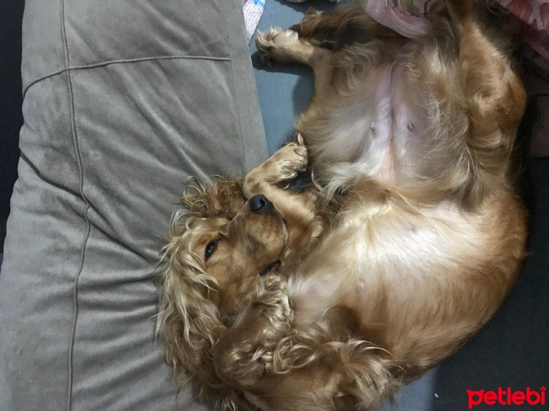 İngiliz Cocker Spaniel, Köpek  Ada fotoğrafı