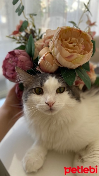 Tekir Kedi, Kedi  Boncuk fotoğrafı